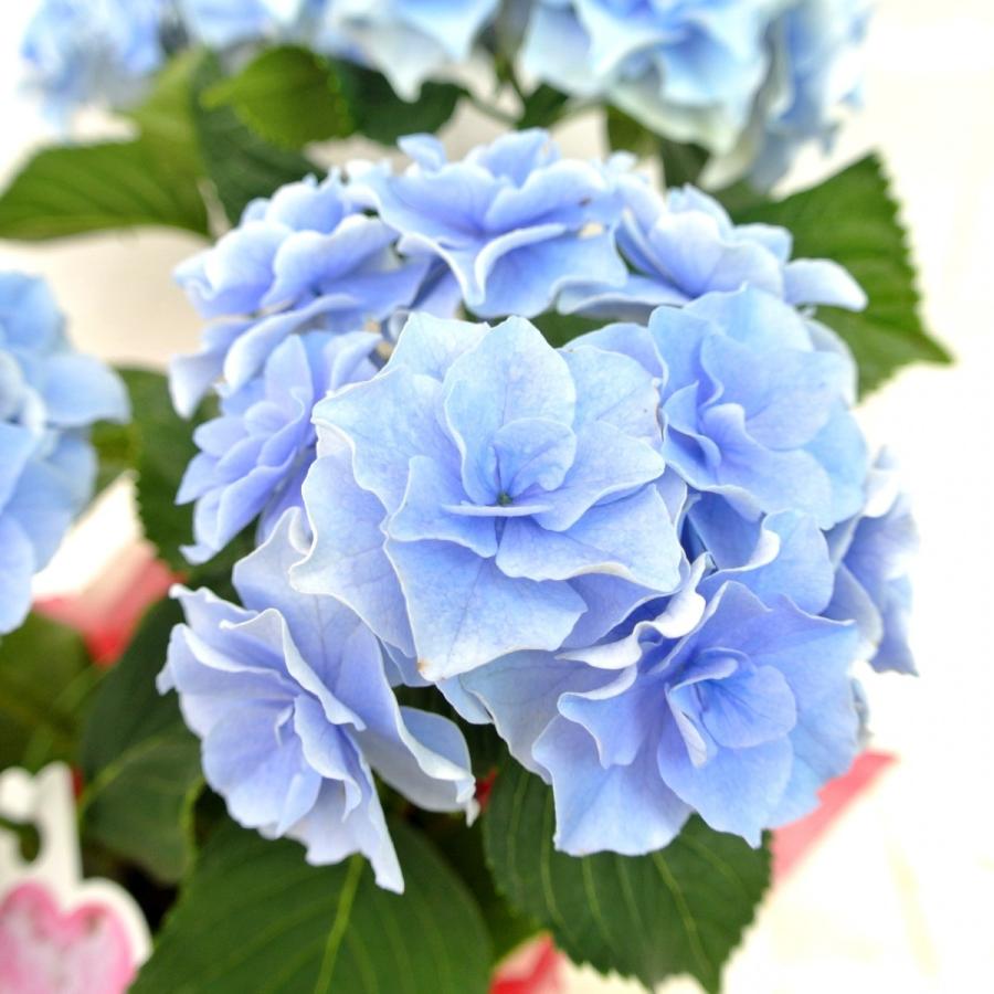 茶々様 リクエスト 2点 まとめ商品　紫陽花　アジサイ　エスメラルダ　ふるふる ハイドランジア紫陽花・ダブルダッチ 『アルクマール』 | すべて