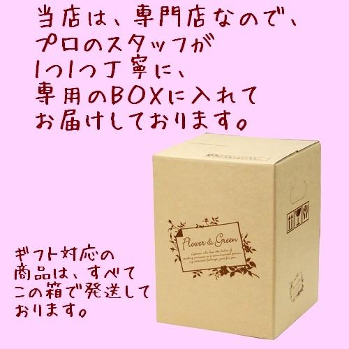 アジサイ 風神 淡いブルー系 5号鉢 希少品種 新品種 あじさい
