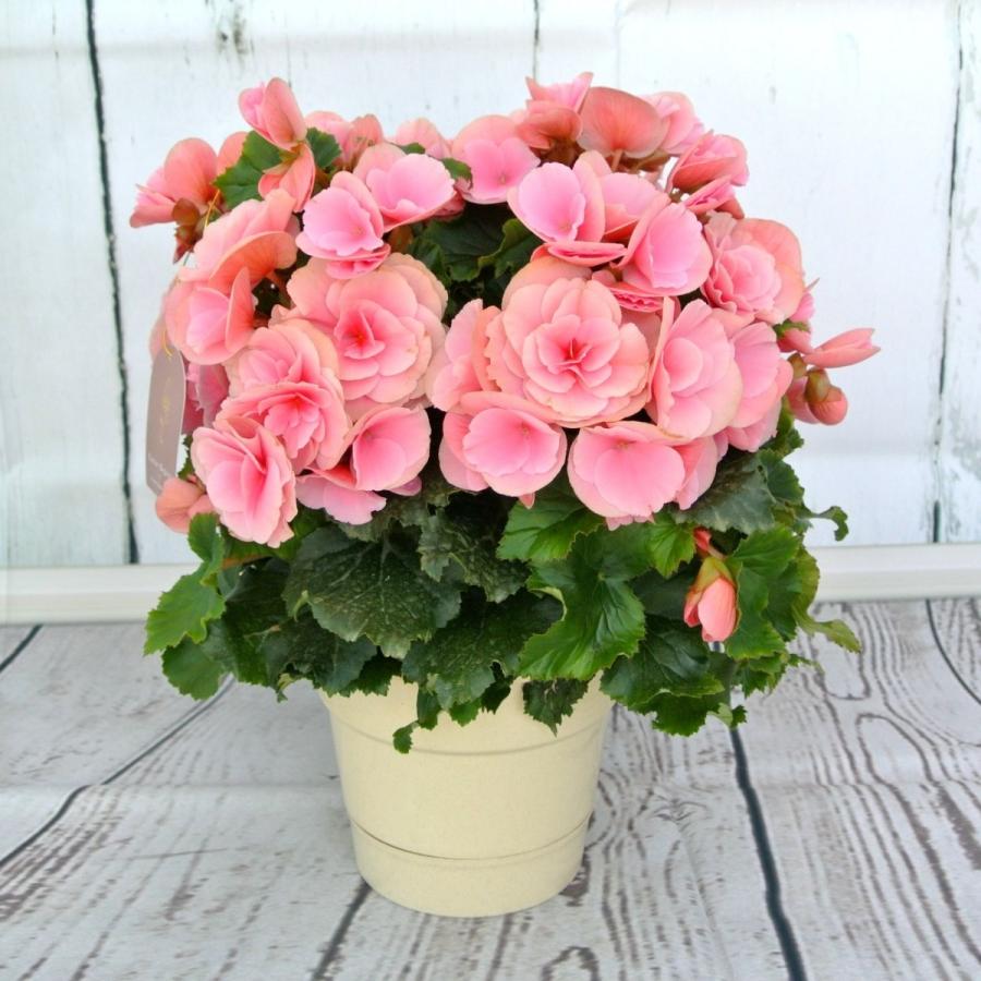 すべての花の画像 新鮮なリーガース ベゴニア ベルセバライトピンク