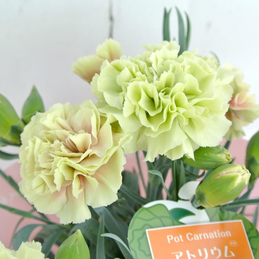 母の日 Mother S Day カーネーション アトリウム 4号鉢 送料無料 底面給水鉢 Rosefactory Net 通販 Yahoo ショッピング