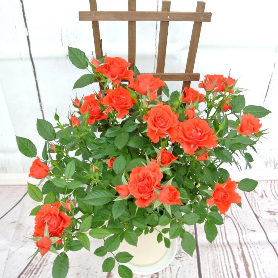 バランスローズ　3袋 バランスローズ 3袋 楽天市場】バランローズの通販