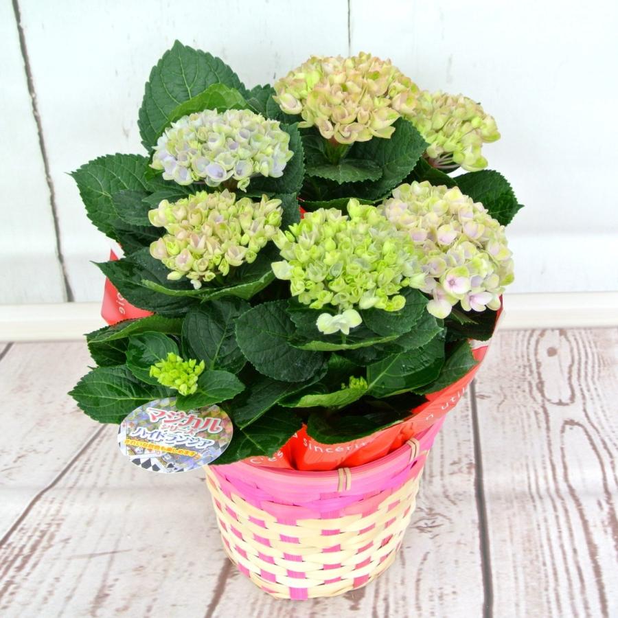 マジカルレボリューション5号A プレゼントに♡ 母の日 アジサイ