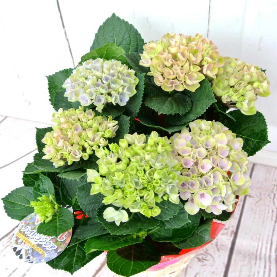 母の日 アジサイ マジカル レボリューション 5号鉢 色が変わる 希少