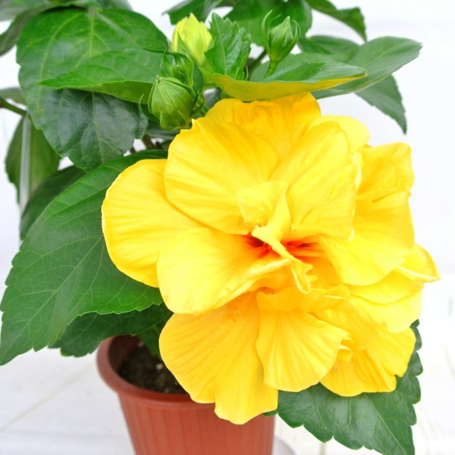 ハイビスカス 八重咲き フルムーン 5号鉢 朝風園 お花が豪華です Rosefactory Net 通販 Yahoo ショッピング