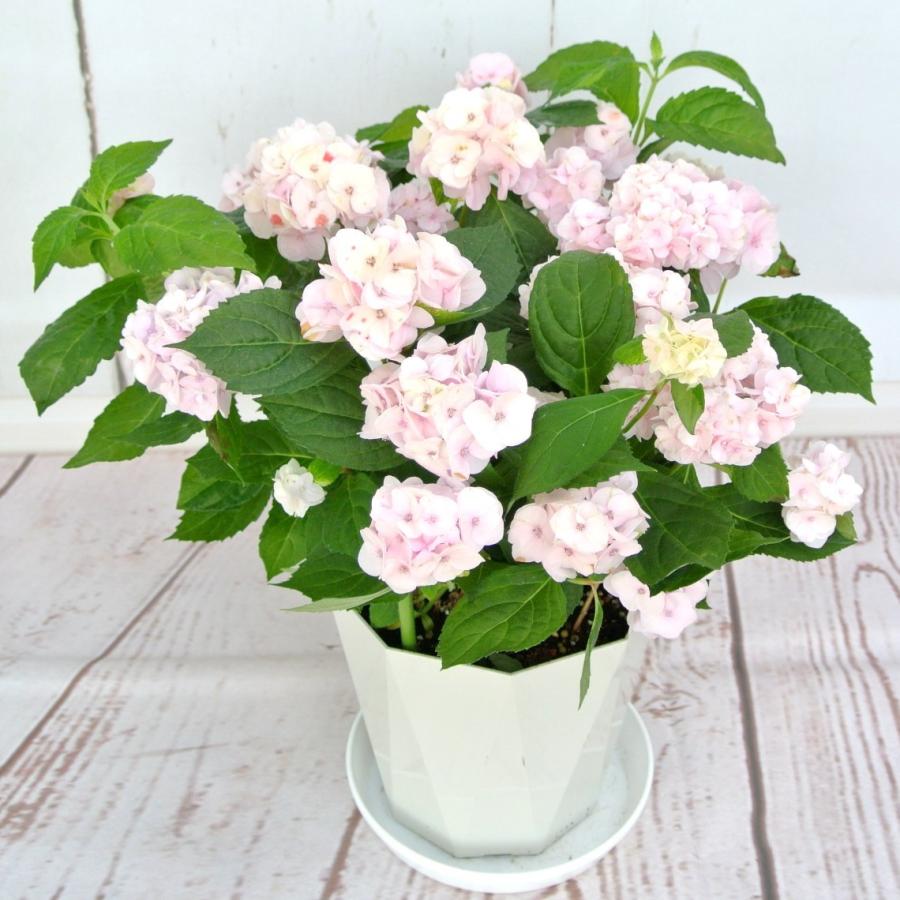 アジサイ 山アジサイ 伊予てまり 5号鉢 小輪多花性の可憐な山あじさい ハイドランジア 大人気品種 Rosefactory Net 通販 Yahoo ショッピング