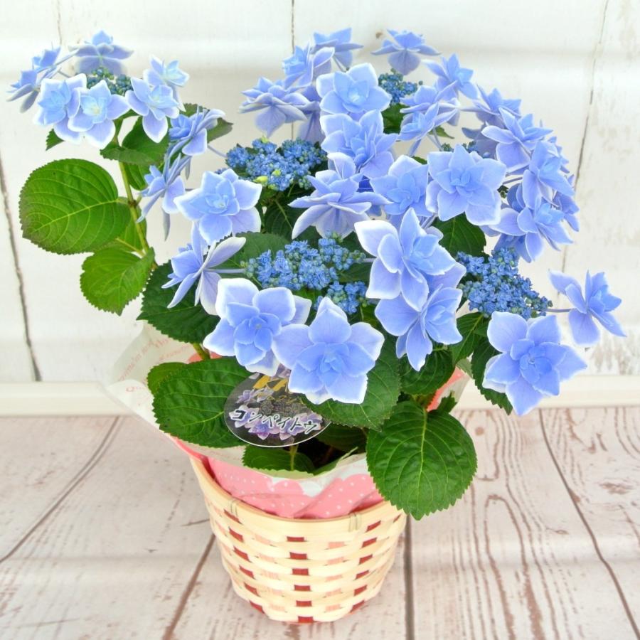 アジサイ コンペイトウ ブルー 5号鉢 ハイドランジア かわいいお花が特徴 Rosefactory Net 通販 Yahoo ショッピング