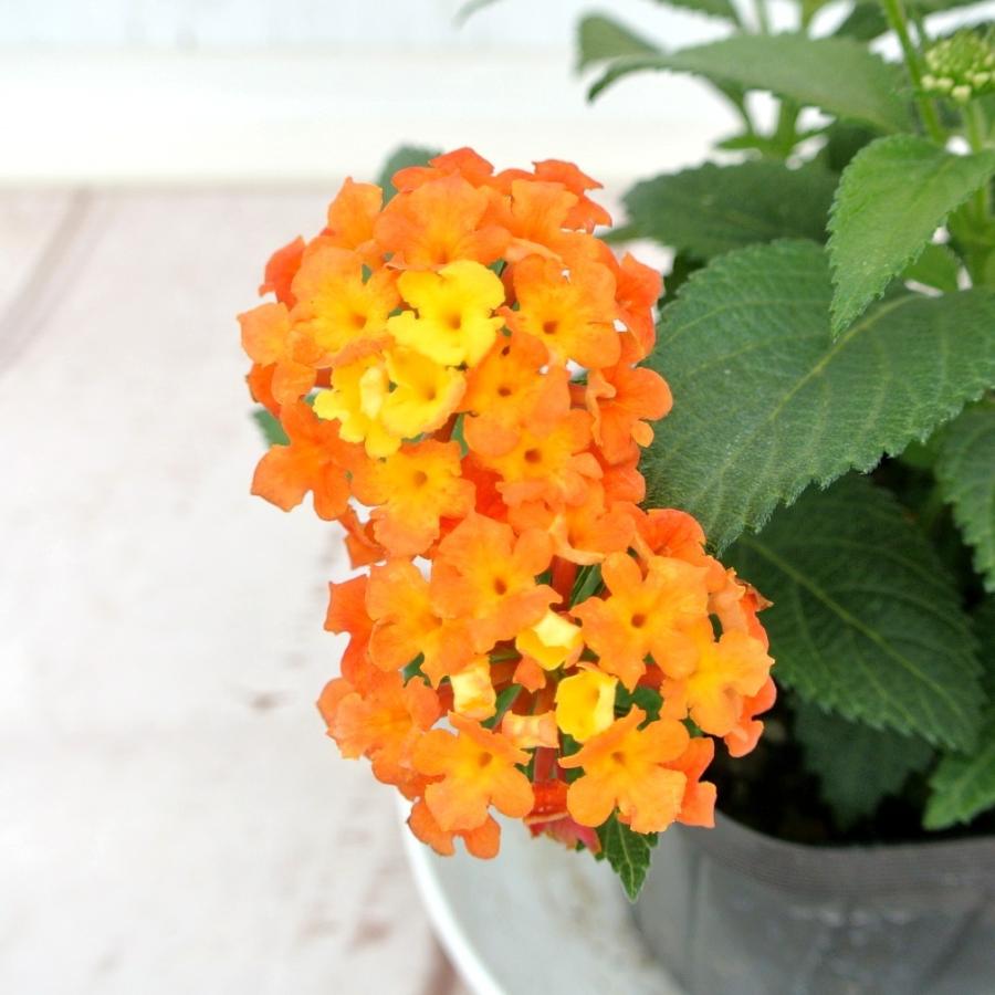 ランタナ 七変化 オレンジ 黄色系 3 5号ポット ポット苗 色がかわる Rosefactory Net 通販 Yahoo ショッピング