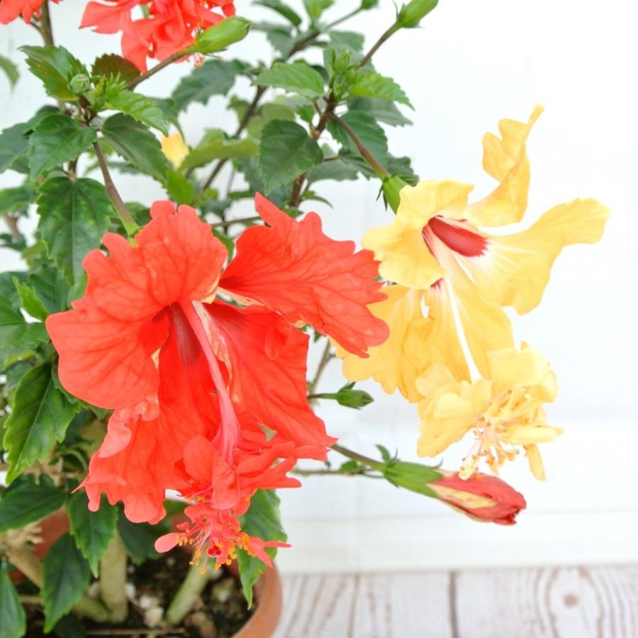 ハイビスカスオレンジフラミンゴ imgrc0080266738.jpg