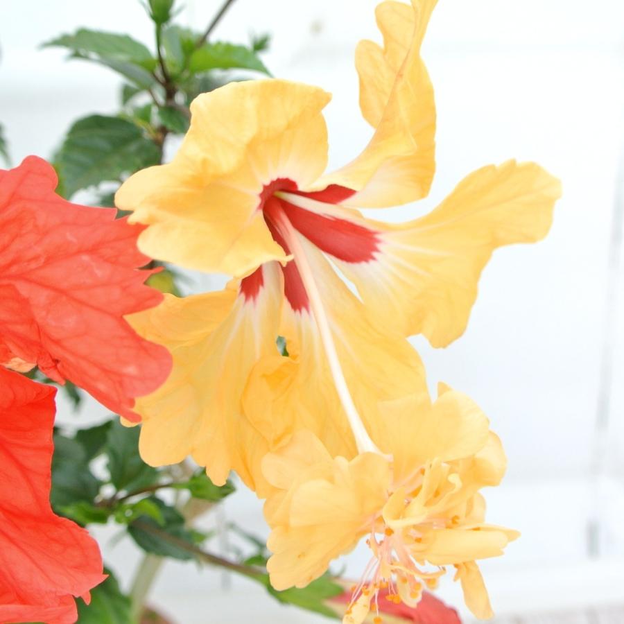 ハイビスカス フラミンゴ 2段咲き 2色植え 赤 オレンジ 5号鉢 ハイビスカス フラミンゴ 2段咲き 2色植え 赤 オレンジ 5号鉢