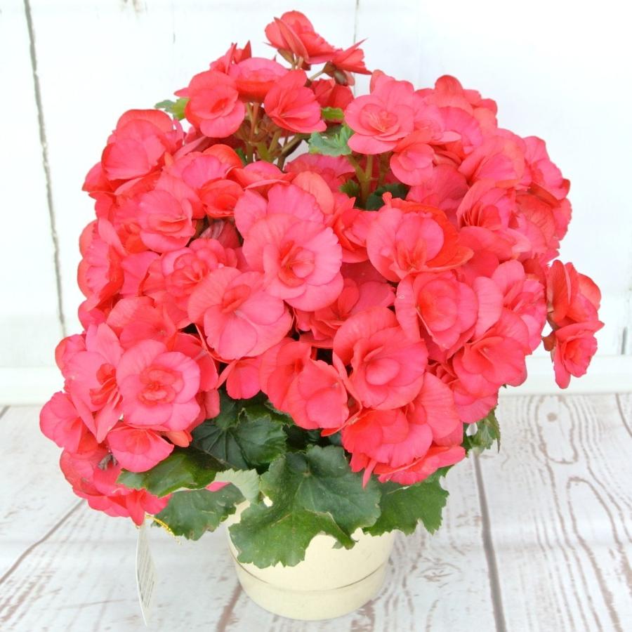 ベゴニア-begonia 積雪キャップド-capped バリエガタ テイメンキュー