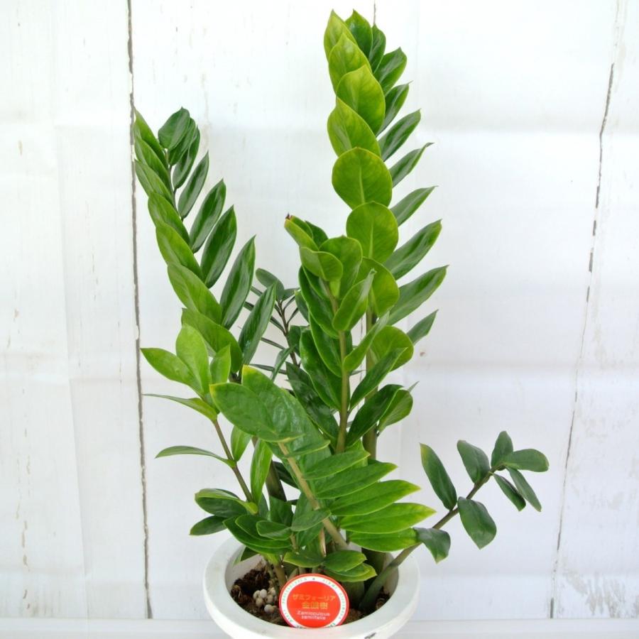 ザミオクルカス ザミフォーリア 金銭樹 観葉植物【7号鉢】お祝 ギフト