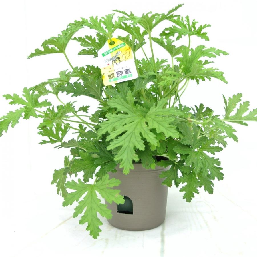 蚊酔草 大株 センテッドゼラニウム カスイソウ 蚊連草 カレンソウ かれんそう ローズゼラニウム 5号鉢 Rosefactory Net 通販 Yahoo ショッピング