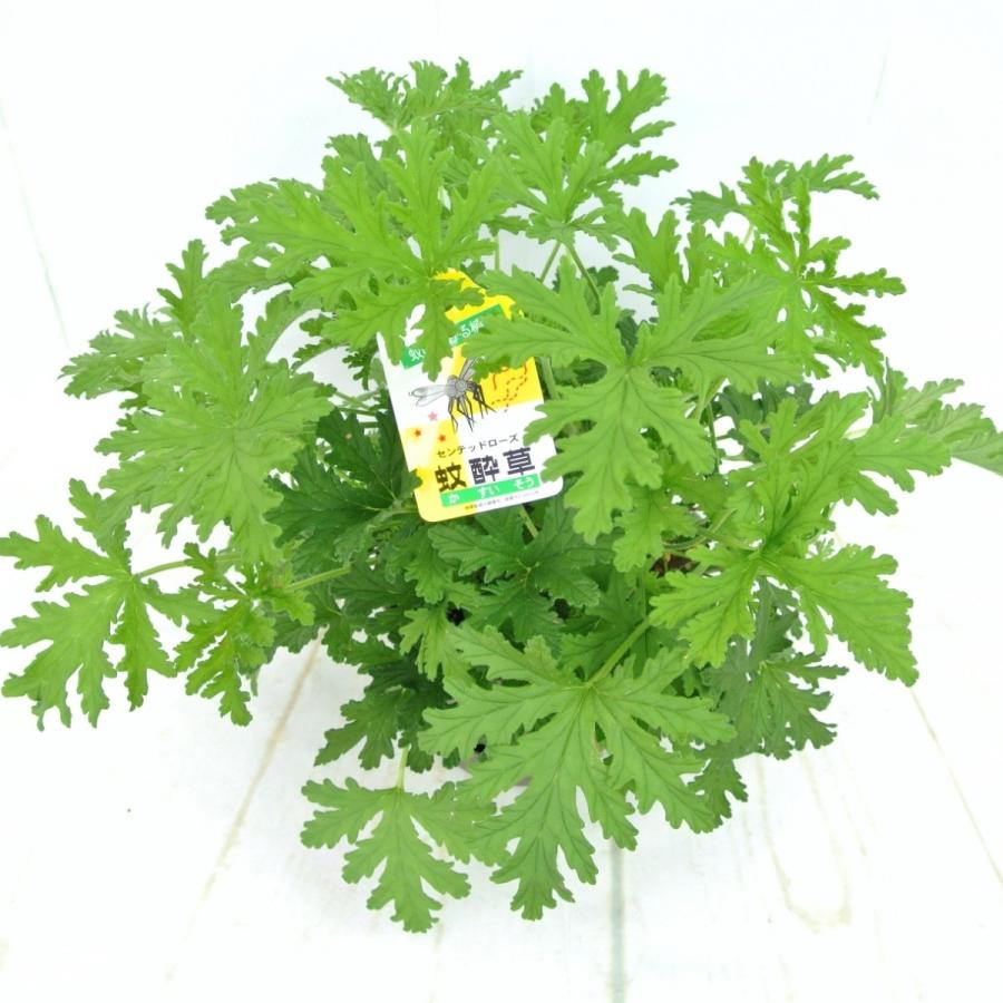 蚊酔草 大株 センテッドゼラニウム カスイソウ 蚊連草 カレンソウ かれんそう ローズゼラニウム 5号鉢 Rosefactory Net 通販 Yahoo ショッピング