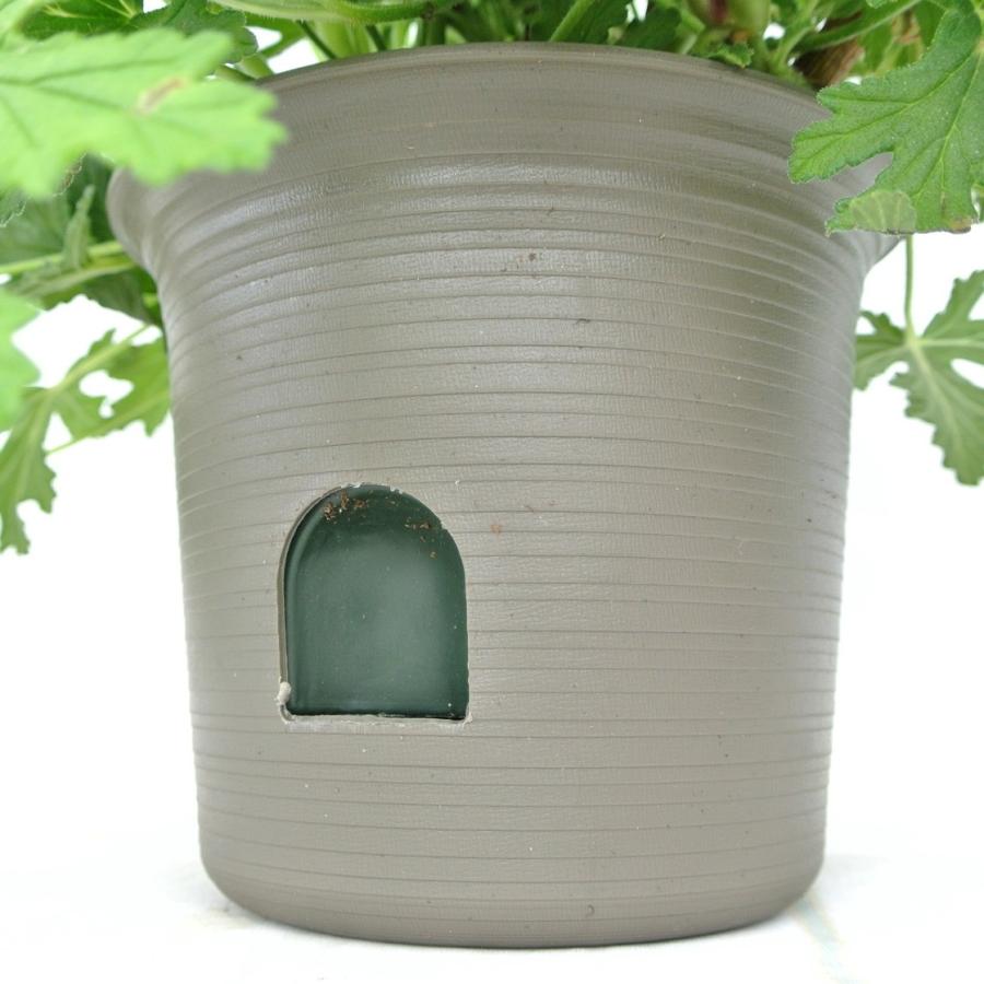 蚊酔草 大株 センテッドゼラニウム カスイソウ 蚊連草 カレンソウ かれんそう ローズゼラニウム 5号鉢 Rosefactory Net 通販 Yahoo ショッピング