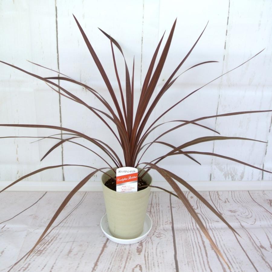 ドラセナキウイ　苗　リュウゼツラン 科　観葉植物　コルジリネ　コルディリネ ドラセナキウイ 苗 リュウゼツラン 科 観葉植物 コルジリネ