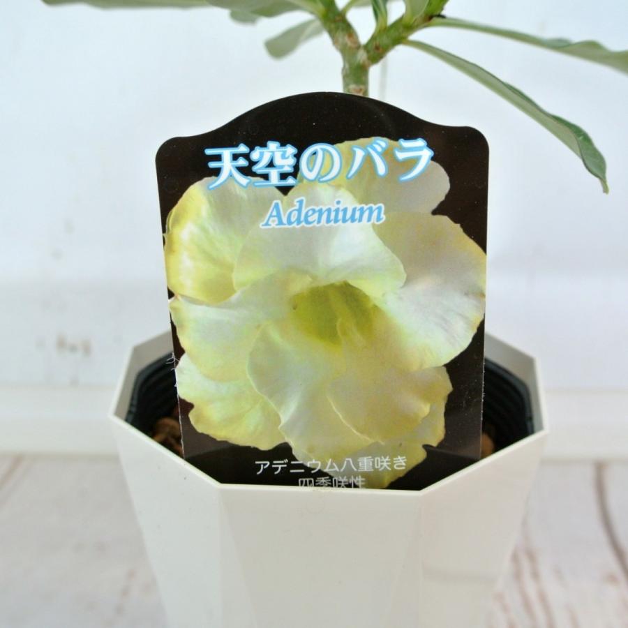 アデニウム 天空のバラ 八重咲き【ピュアイエロー】4号鉢 暑さに強い