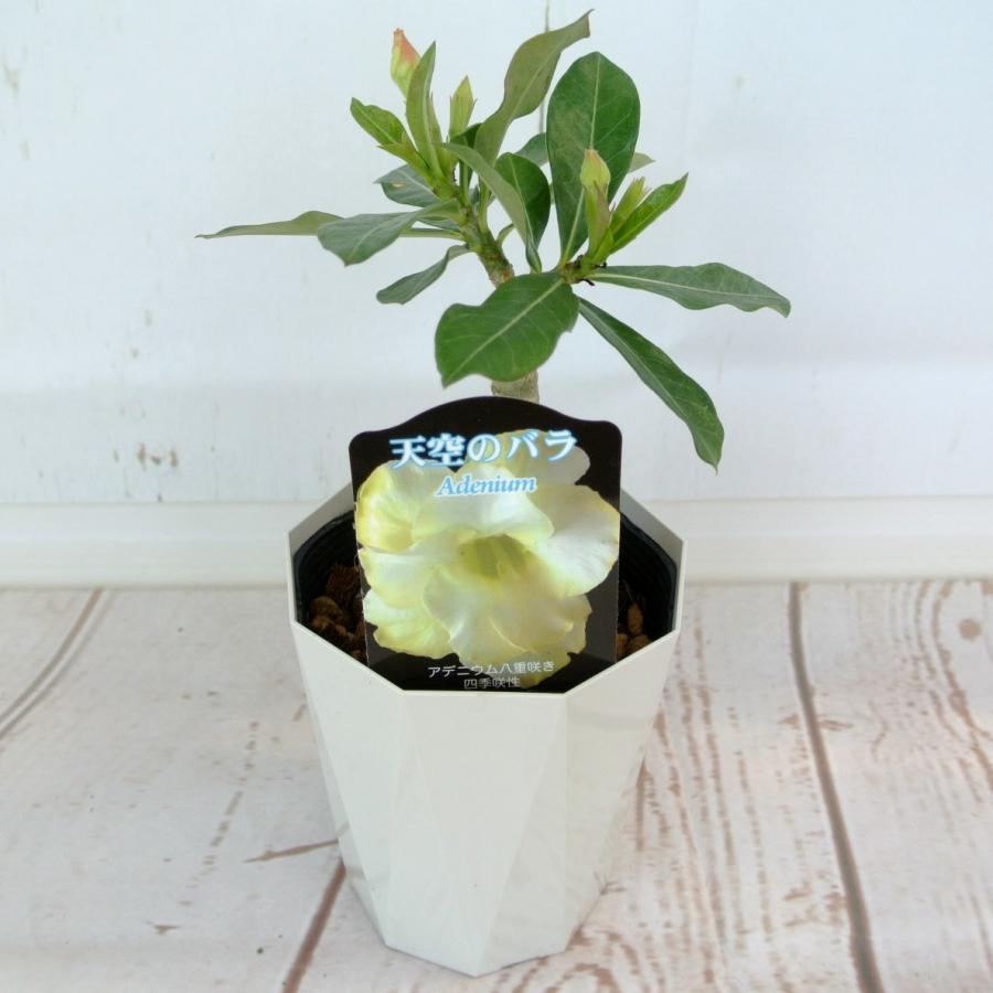 アデニウム‼️ アデニウム 天空のバラ 八重咲き【ピュアイエロー】4号鉢 暑さに強い