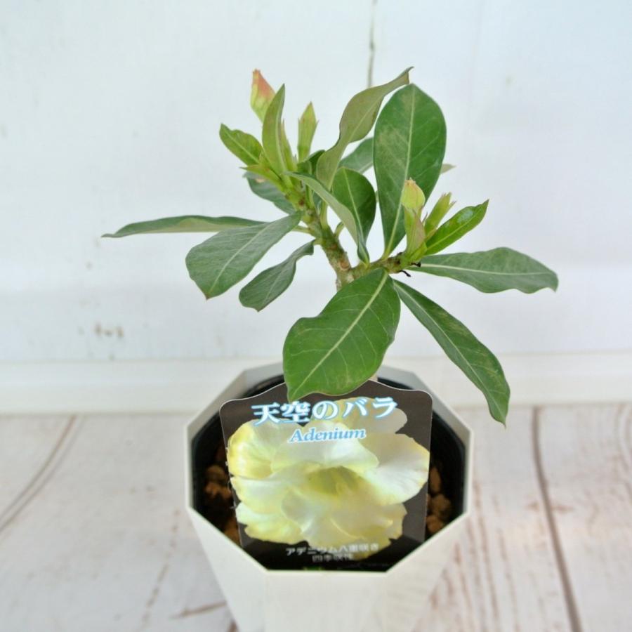 アデニウム 天空のバラ 八重咲き【ピュアイエロー】4号鉢 暑さに強い