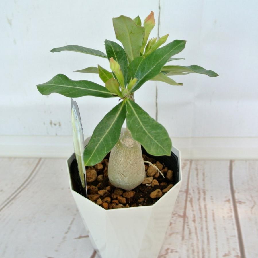 アデニウム 天空のバラ 八重咲き【ピュアイエロー】4号鉢 暑さに強い