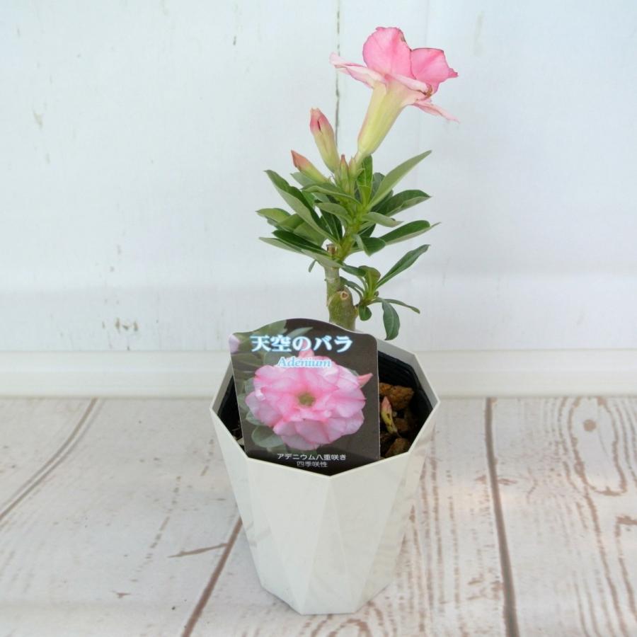 アデニウム 天空のバラ 八重咲き【トリプル・ハッサディ】4号鉢 暑さに