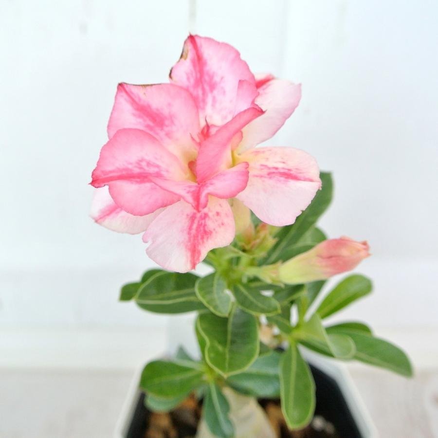 アデニウム‼️ 園芸ネット本店｜アデニウム：天空のバラ（八重咲き）トリプル