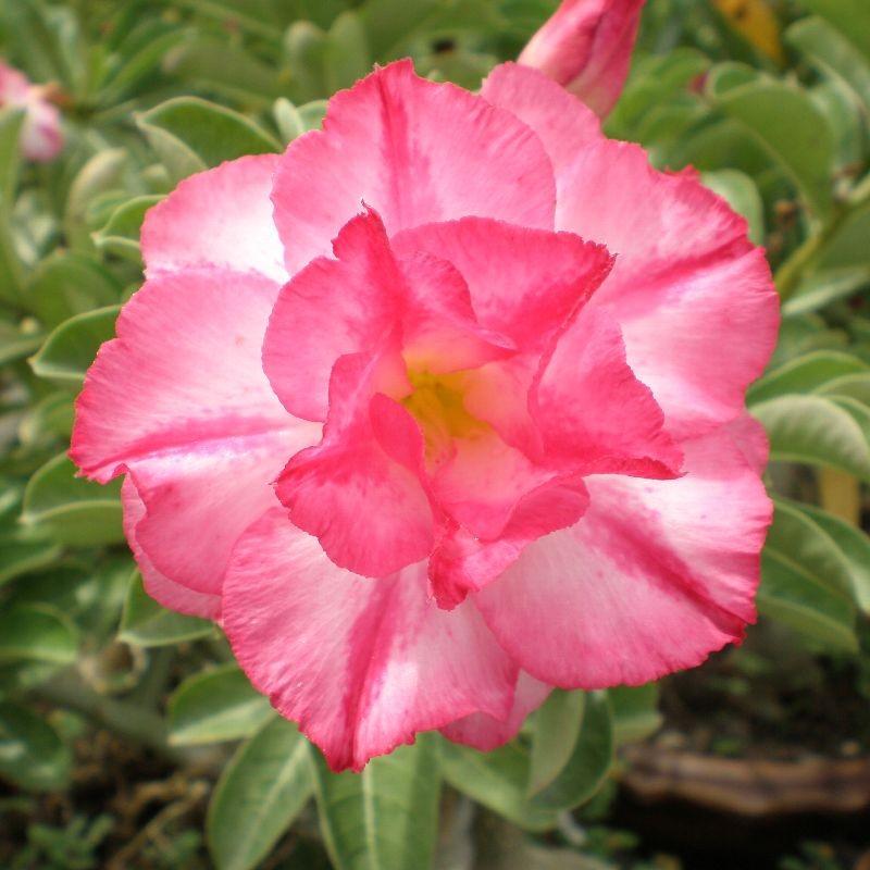 アデニウム‼️ 楽天市場】アデニウム ブラックスワン : 打出農園