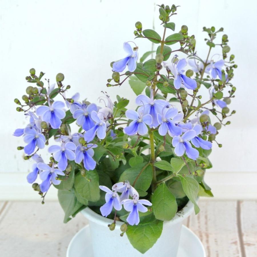 クレロデンドルム ブルーウィング 4号鉢 涼しげなブルー 青い蝶 Rosefactory Net 通販 Yahoo ショッピング