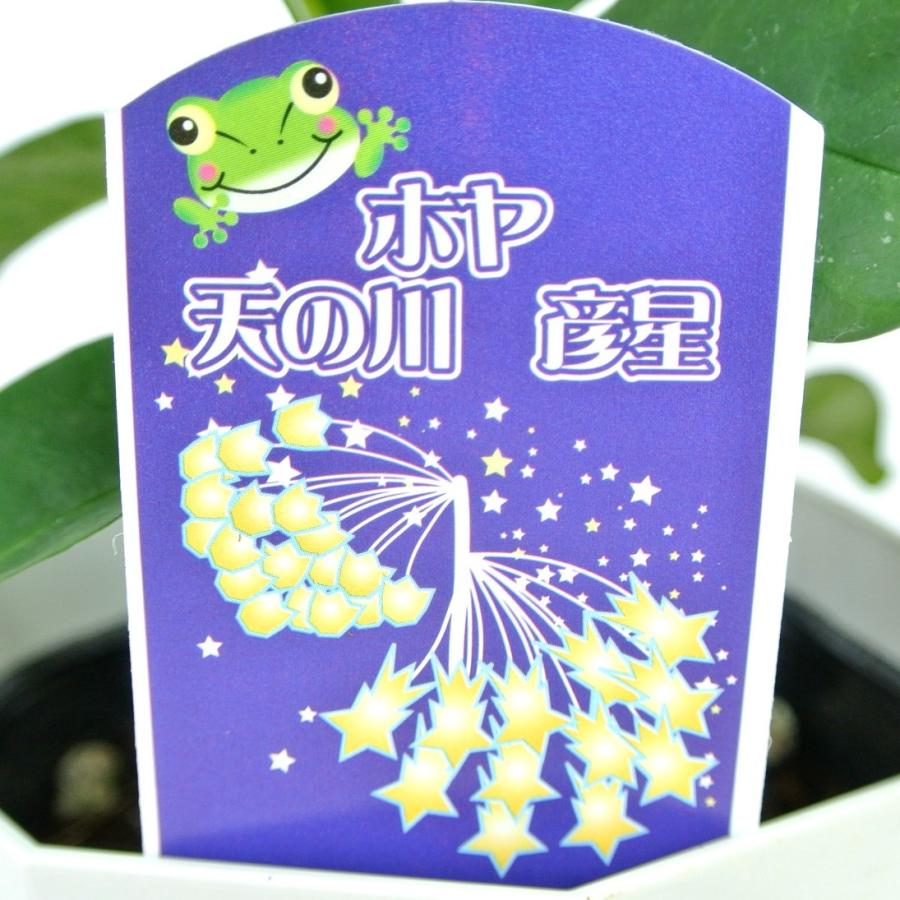 ホヤ 天の川 彦星【4号鉢】希少品種 七夕 ジッポー ZIPPO : ROSE