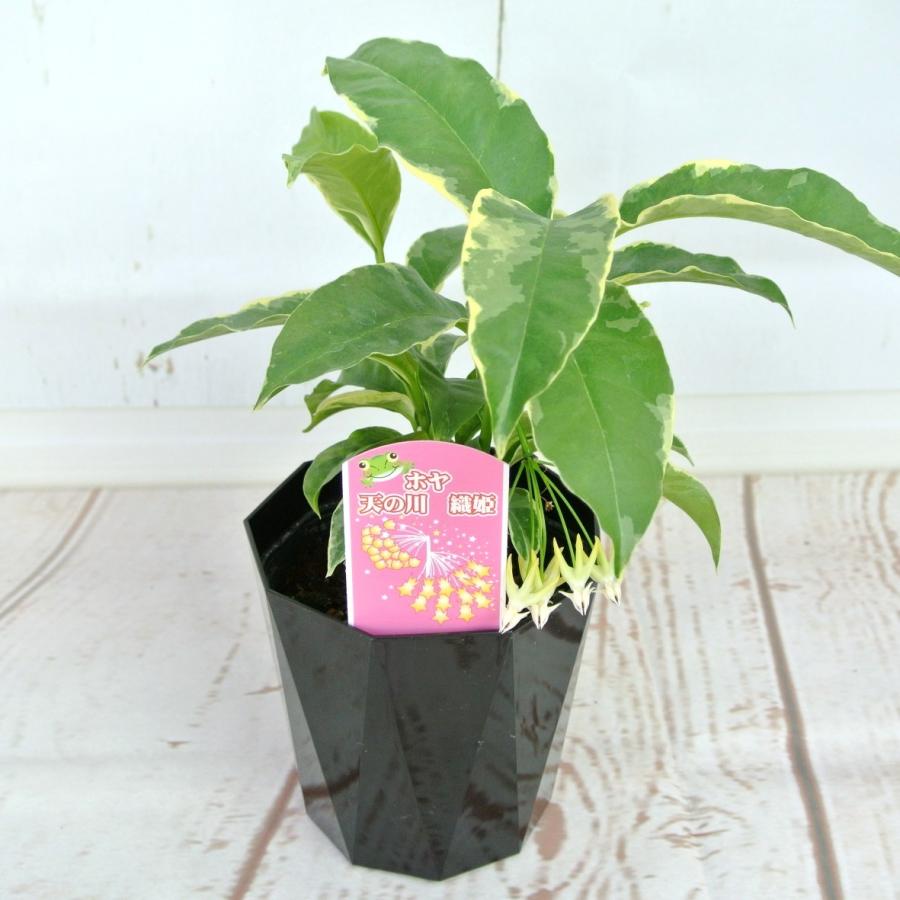 ホヤ 天の川 織姫 斑入り 4号鉢 希少品種 七夕 ジッポー Zippo Rosefactory Net 通販 Yahoo ショッピング