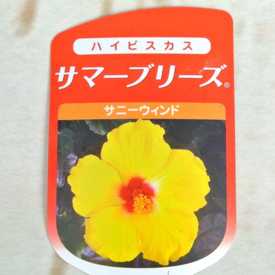 ハイビスカス ハイビスカス レッドスター 8号 - 陽春園ネット通販