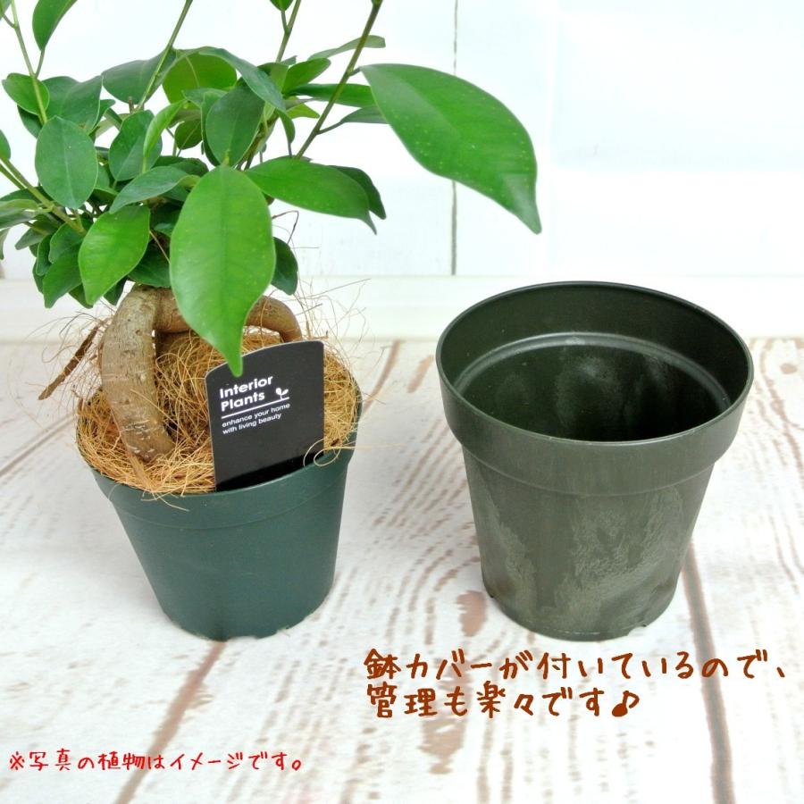 ドレオプテリス　エリスロソラ【4号鉢】管理が楽　お部屋におけちゃうサイズ　観葉植物｜rose-factory｜03