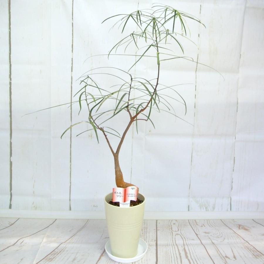 ボトルツリー ブラキキトンルベストリス ブラキキトン 5号鉢 送料無料 Rosefactory Net 通販 Yahoo ショッピング