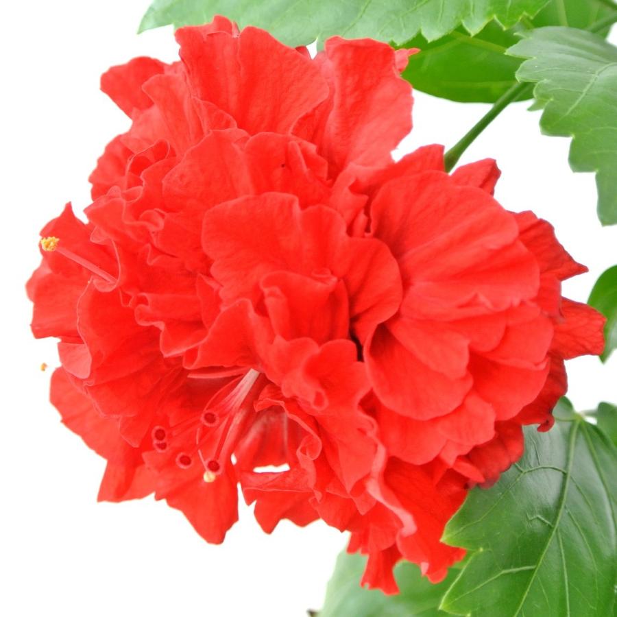 ハイビスカス カーネーション 赤 レッド 3号ポット苗 希少品種 Rose Factory 通販 Yahoo ショッピング