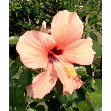 ハイビスカス カイロアプリコット オレンジ系 3号ポット苗 希少品種 Rosefactory Net 通販 Yahoo ショッピング