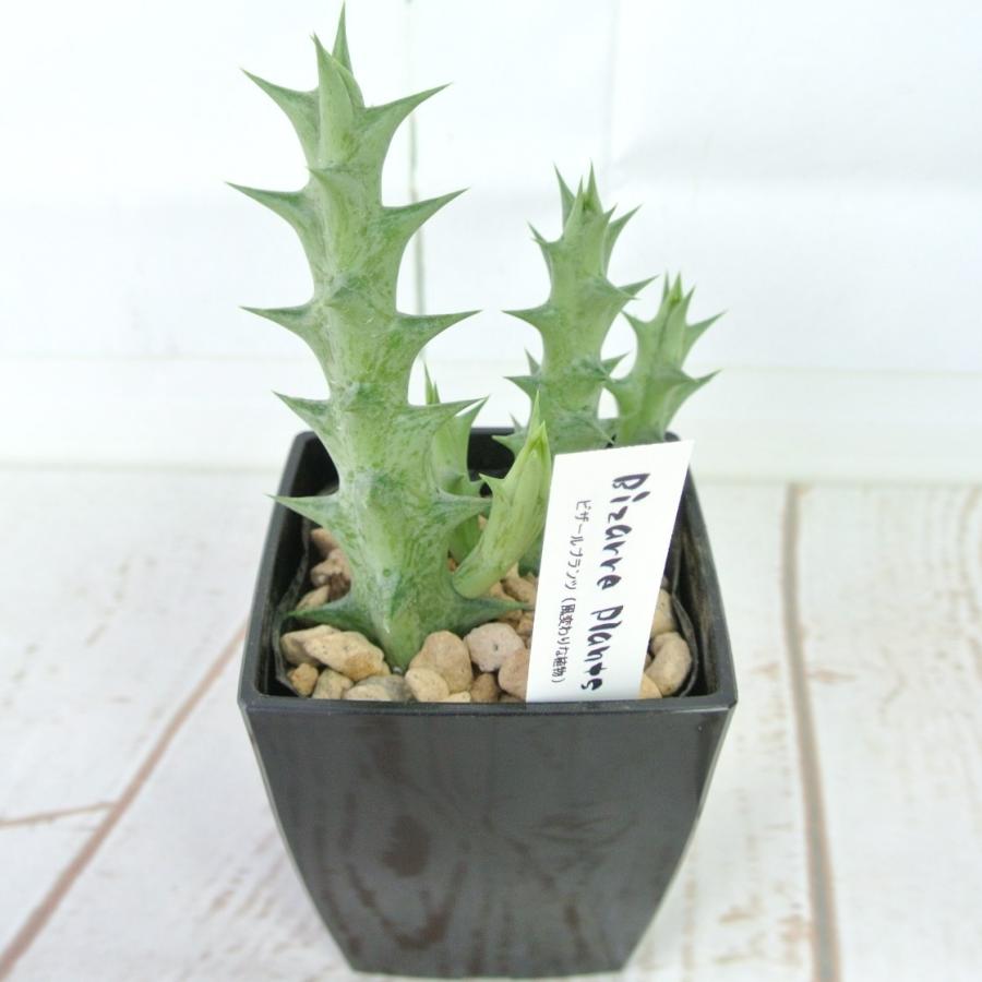 ビザールプランツ 珍奇な植物 ヘスペリディコム 3.5号鉢 Caralluma
