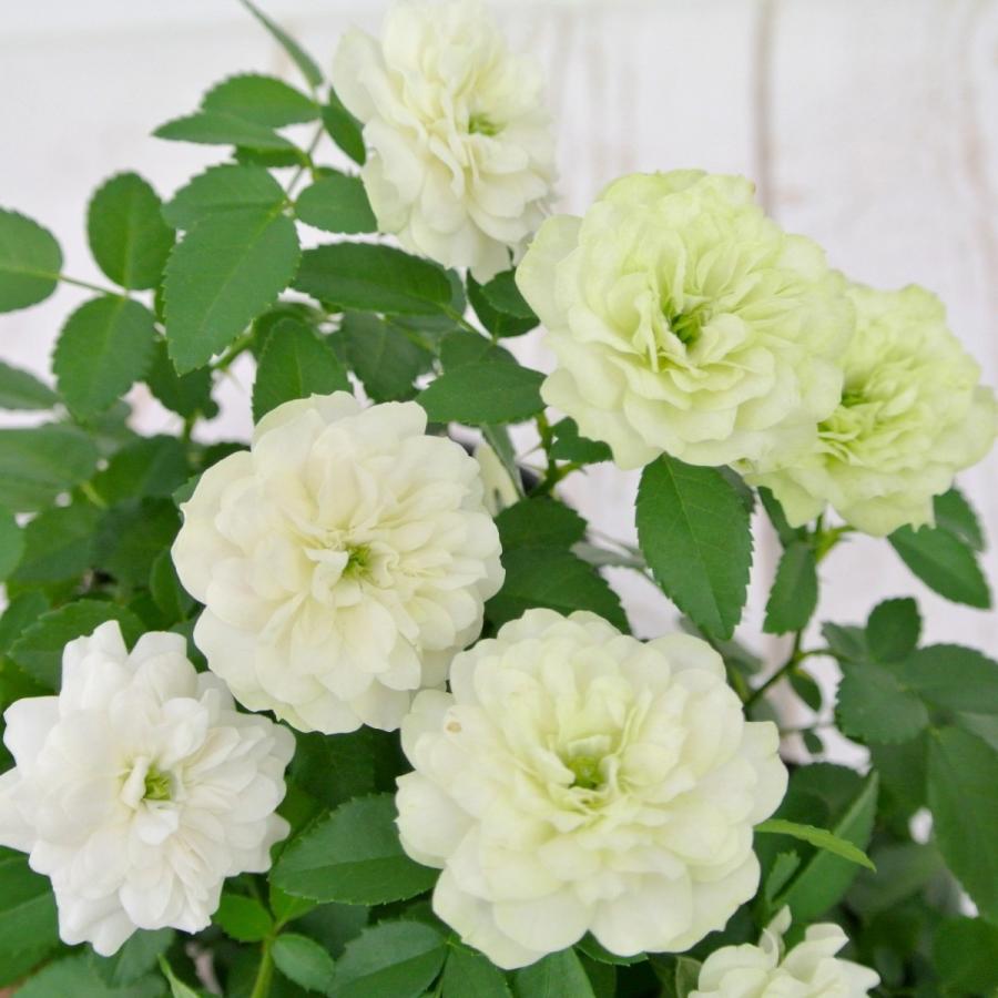 ミニバラ グリーンアイス 3 5号ポット苗 四季咲き 白から淡いグリーンにかわるバラ 大人気品種 Rose Factory 通販 Yahoo ショッピング