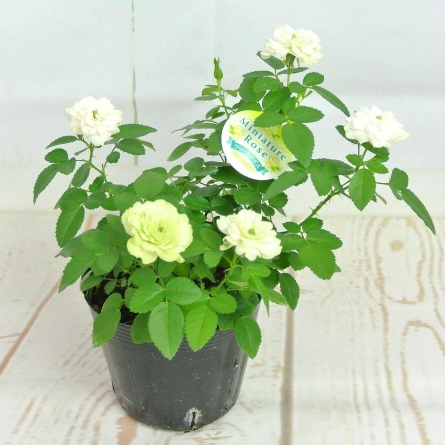 ミニバラ グリーンアイス 3 5号ポット苗 四季咲き 白から淡いグリーンにかわるバラ 大人気品種 Rose Factory 通販 Yahoo ショッピング