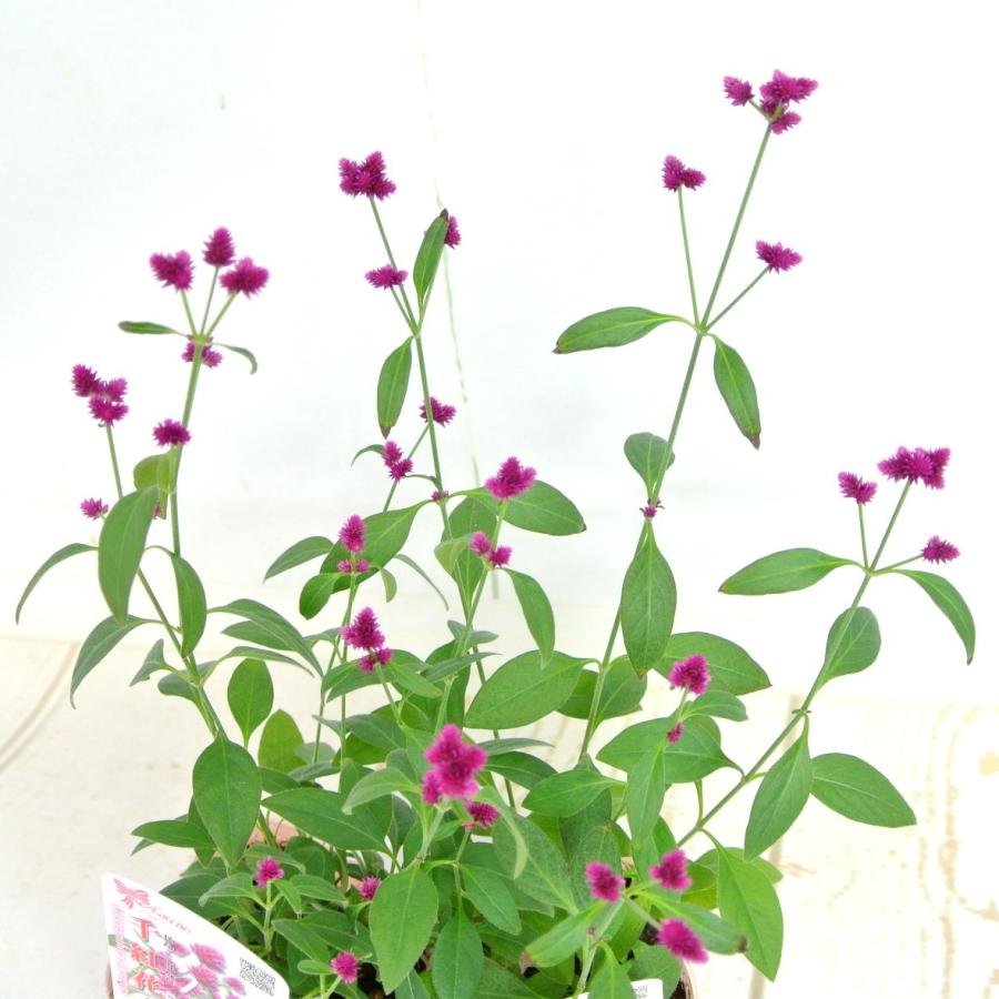 千紅花火 千日小坊 3号ポット苗 秋冬の寄せ植えにもオススメ 大人気品種 Rosefactory Net 通販 Yahoo ショッピング