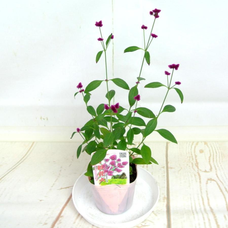 千紅花火 千日小坊 3号ポット苗 秋冬の寄せ植えにもオススメ 大人気品種 Rose Factory 通販 Yahoo ショッピング