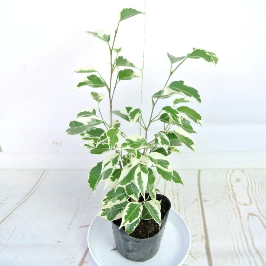 フィカス ベンジャミン 斑入り 3号ポット苗 人気の品種 観葉植物 Rosefactory Net 通販 Yahoo ショッピング