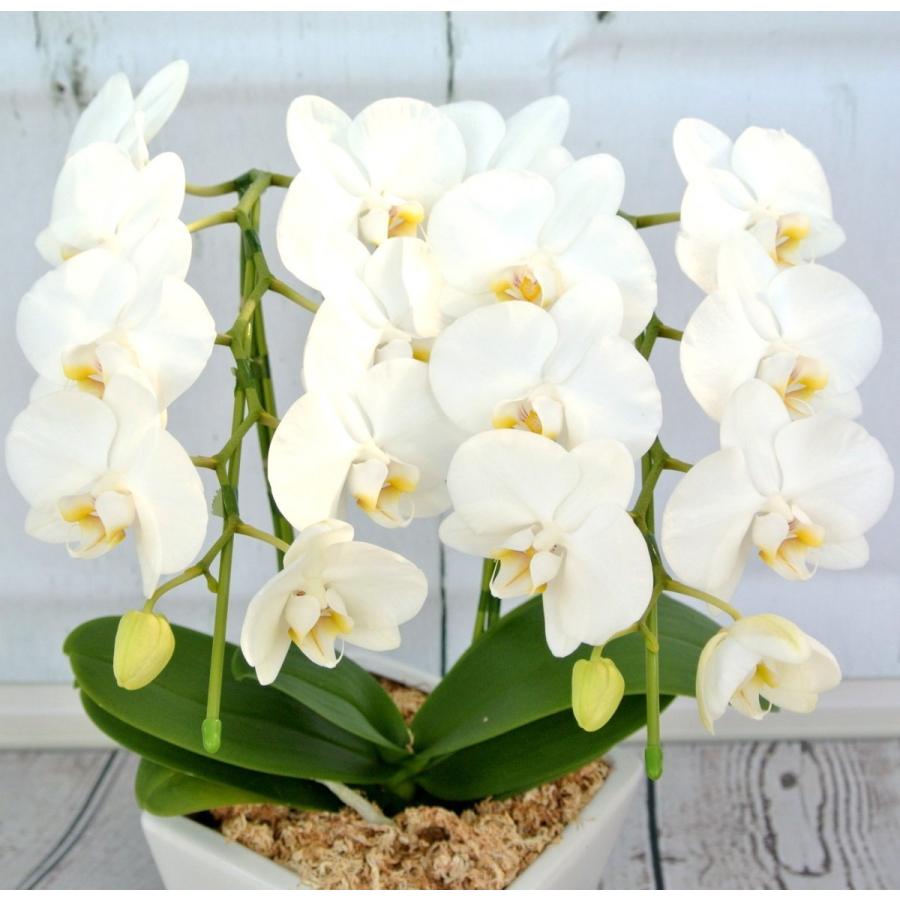 胡蝶蘭 コチョウラン アマビリス 白 2L 5号角鉢 2本立ち ※送料無料