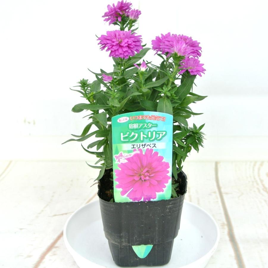 宿根アスター ビクトリア エリザベス 矮性種 八重咲き 3号ポット苗 Rosefactory Net 通販 Yahoo ショッピング