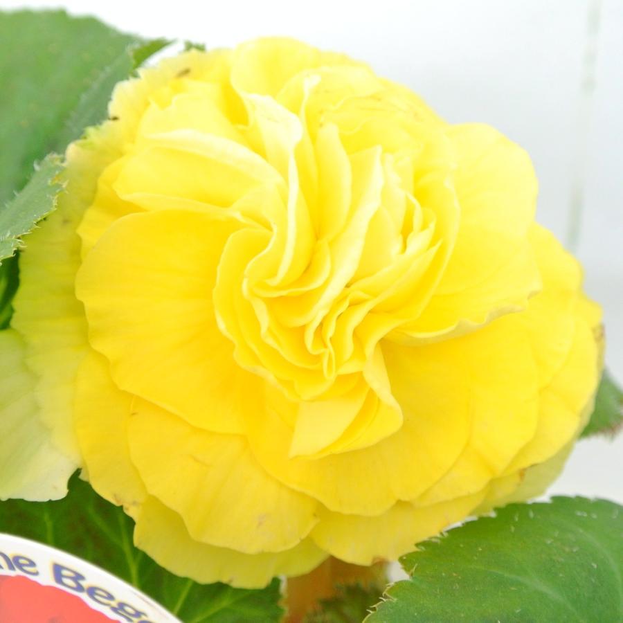 フォーチュンベゴニア 球根ベゴニア イエロー 3 5号ポット苗 花壇や 寄せ植えにオススメ Rosefactory Net 通販 Yahoo ショッピング