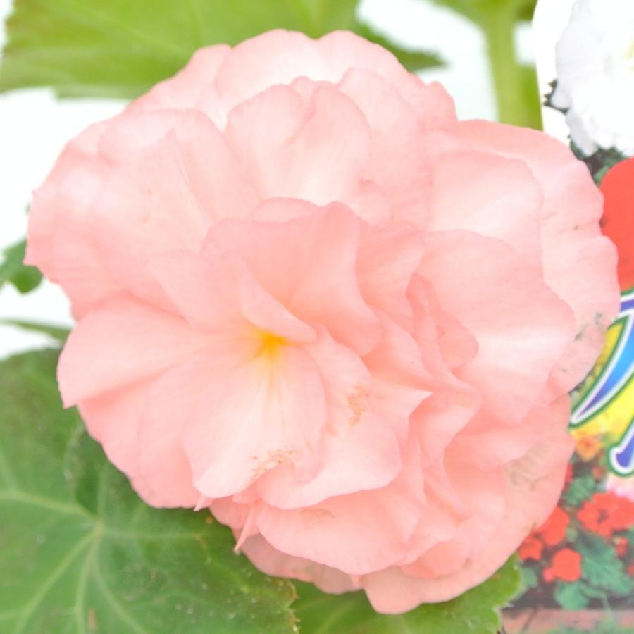 フォーチュンベゴニア 球根ベゴニア サーモンバイカラー 3 5号ポット苗 花壇や 寄せ植えにオススメ Rosefactory Net 通販 Yahoo ショッピング