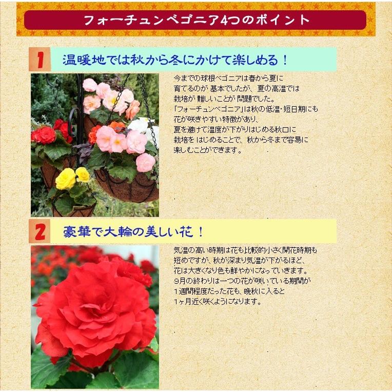 フォーチュンベゴニア 球根ベゴニア ディープレッド 3 5号ポット苗 花壇や 寄せ植えにオススメ Rosefactory Net 通販 Yahoo ショッピング