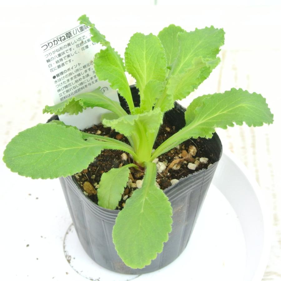 カンパニュラ 八重咲き 八重 ピンク 3号ポット苗 つりがね草 フウリンソウ 風鈴草 Rosefactory Net 通販 Yahoo ショッピング