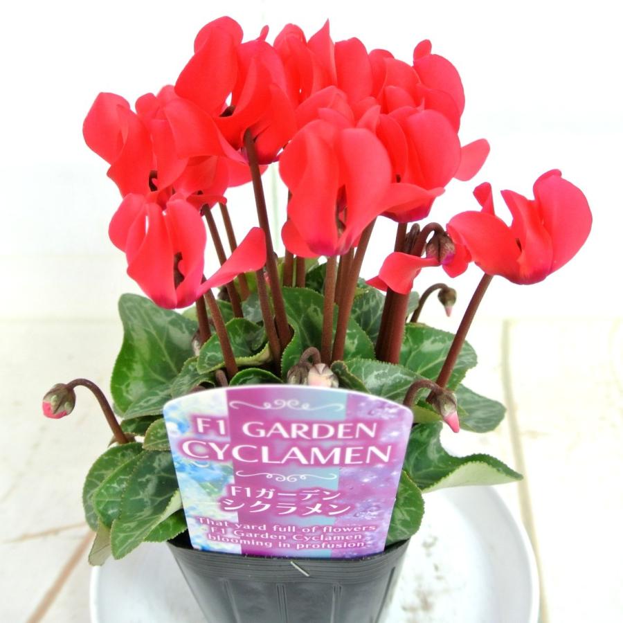 ガーデンシクラメン レッド 赤系 3号ポット苗 寒さに強い 冬の寄せ植え カガリビバナ ブタノマンジュウ Rosefactory Net 通販 Yahoo ショッピング