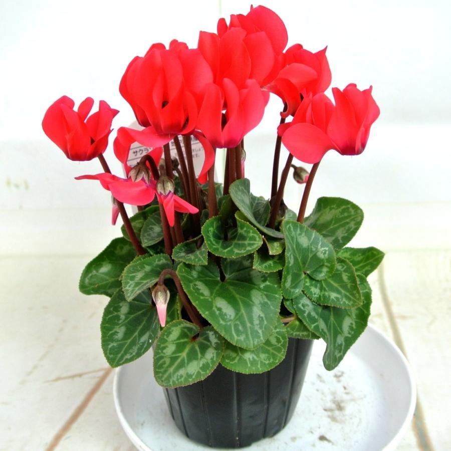 ガーデンシクラメン レッド 赤系 3号ポット苗 寒さに強い 冬の寄せ植え カガリビバナ ブタノマンジュウ Rosefactory Net 通販 Yahoo ショッピング