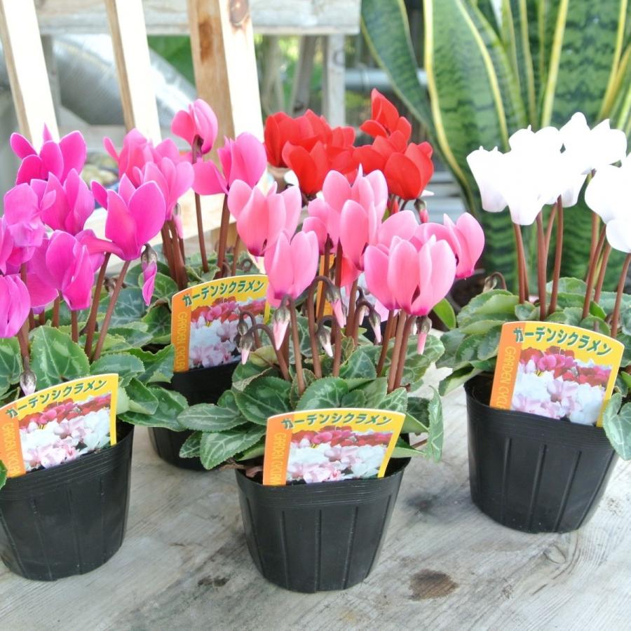 ガーデンシクラメン 白 ホワイト 3号ポット苗 寒さに強い 冬の寄せ植え カガリビバナ ブタノマンジュウ Rosefactory Net 通販 Yahoo ショッピング