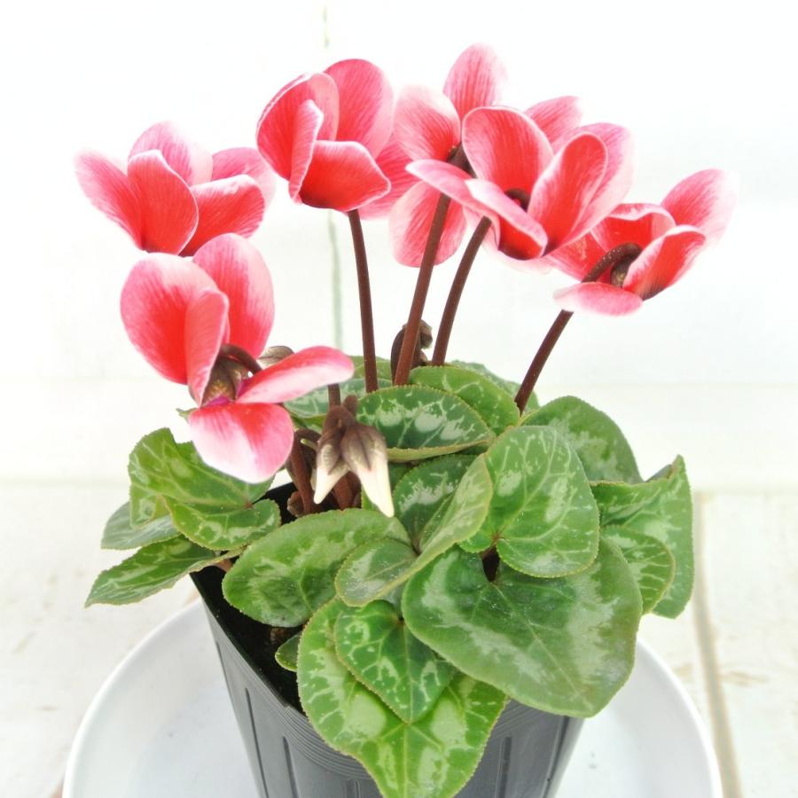 ガーデンシクラメン ファンタジア 3号ポット苗 寒さに強い 冬の寄せ植え カガリビバナ ブタノマンジュウ Rosefactory Net 通販 Yahoo ショッピング